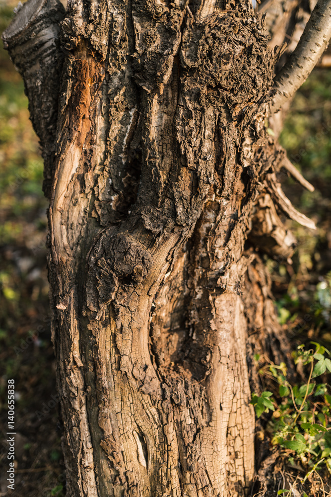 Fototapeta premium Tree bark close-up. Selective focus with shallow depth of field.