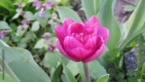 Wallpaper Mural flower Torontodigital.ca