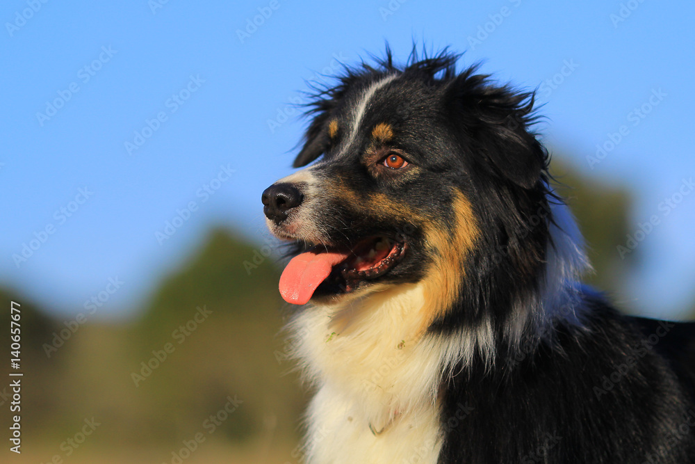 Australian shepherd Australian shepherd
