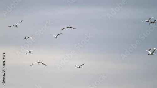 Wallpaper Mural egrets flying in the morning sky Torontodigital.ca