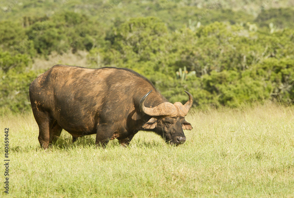 Large beautiful male buffalo grazing Large beautiful male buffalo grazing