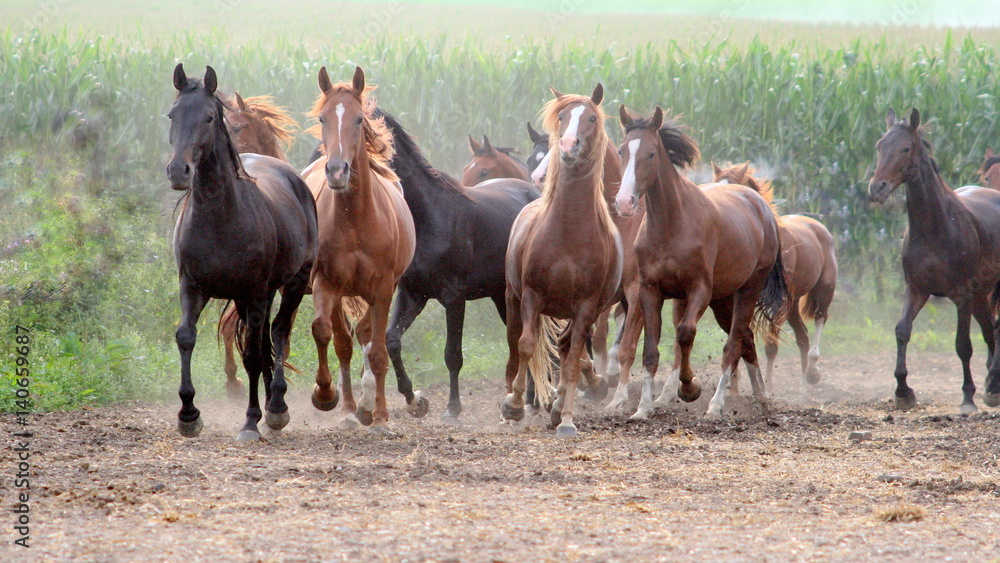 we are free, a herd of wild horses running straight to you we are free, a herd of wild horses running straight to you