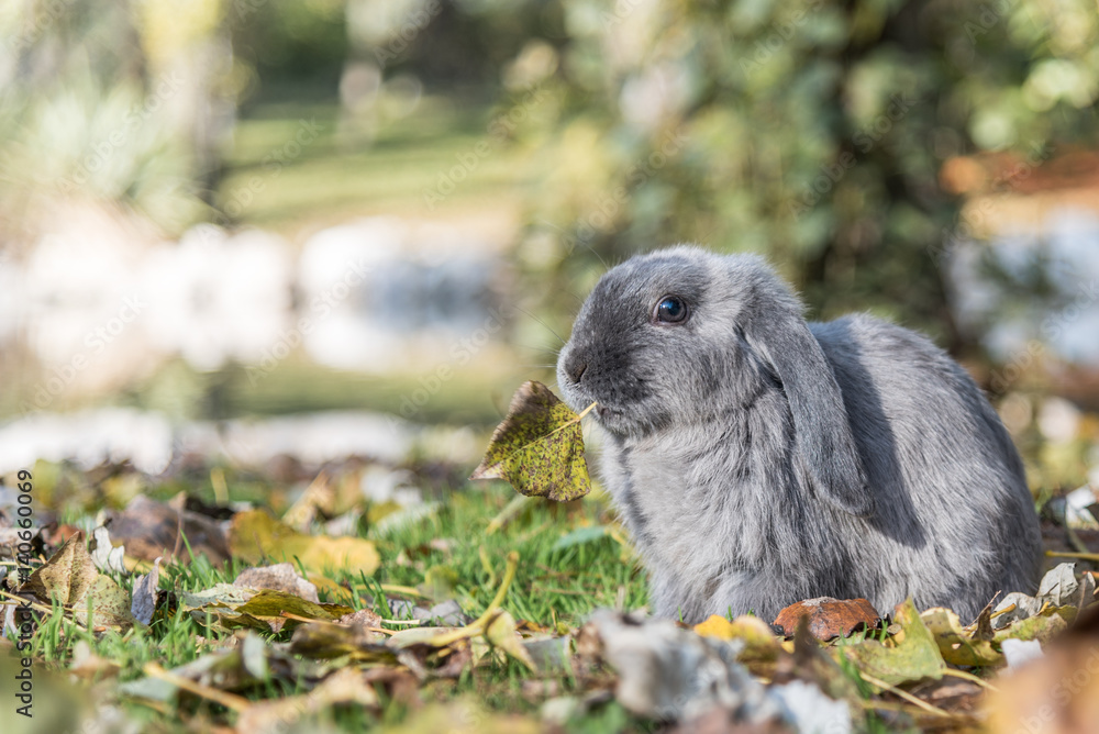 rabbit, bunny rabbit, bunny
