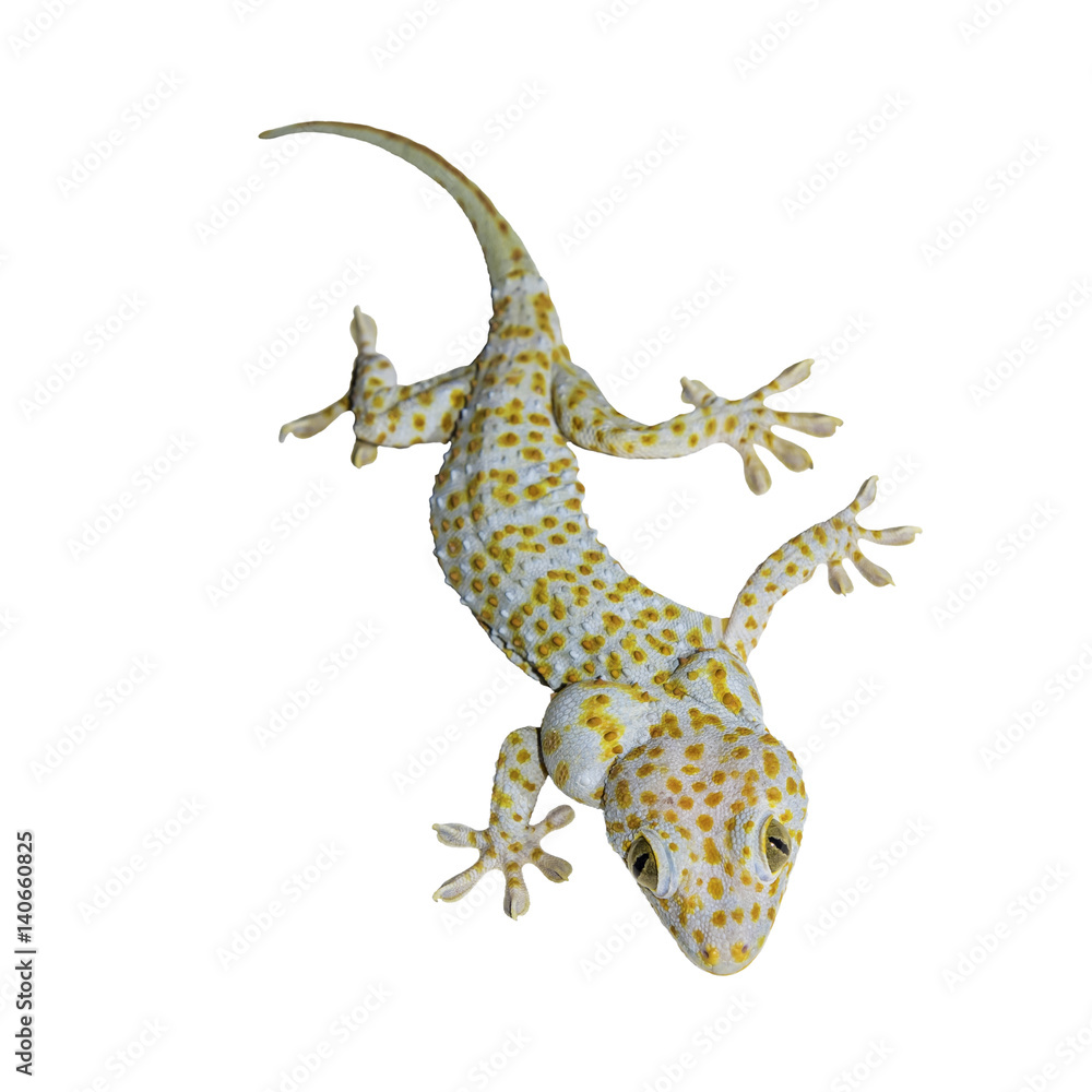 Naklejka premium Gecko na białym tle