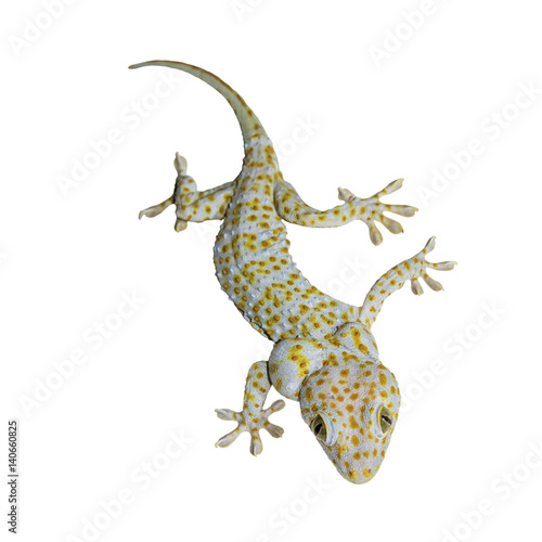 Gecko isolated on white background