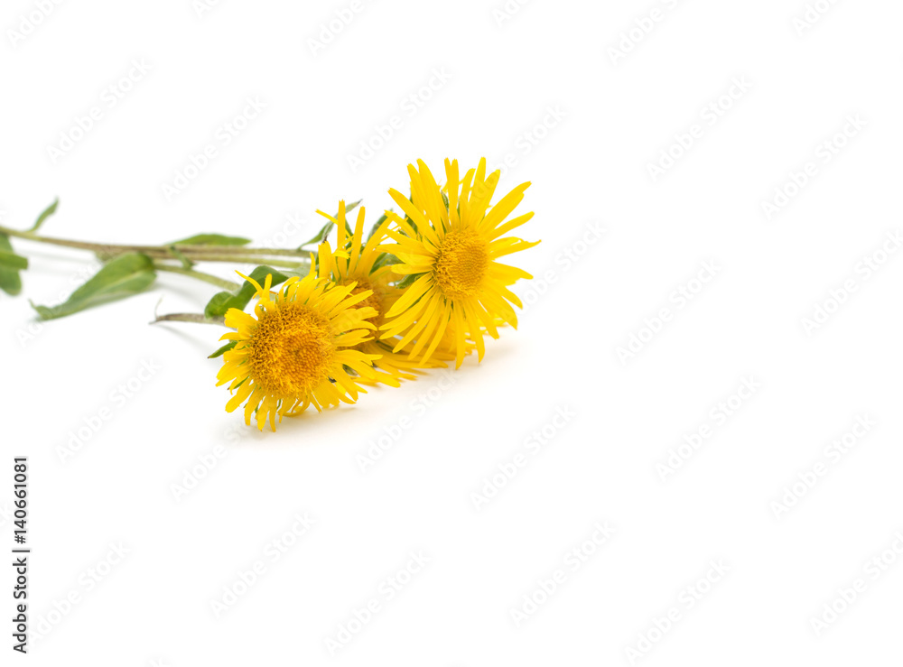 Yellow flowers isolated on white background Yellow flowers isolated on white background
