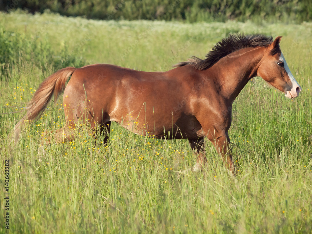 running welsh pony in the field at freedom running welsh pony in the field at freedom