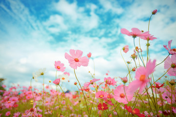 Poster Bloemen Roze cosmea bloesem in zomerse tuin  © wittybear