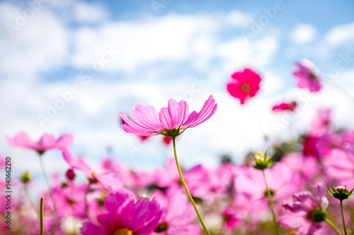 Cosmos flower blossom in garden