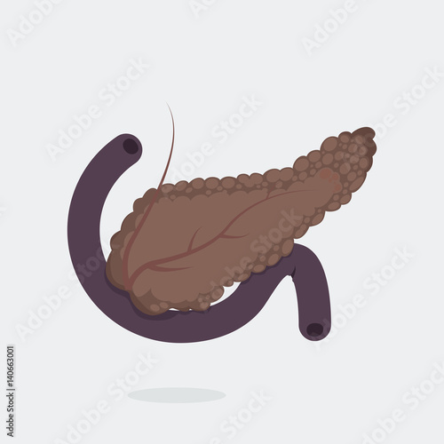 Pancreas vector illustration