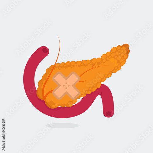 Pancreas vector illustration