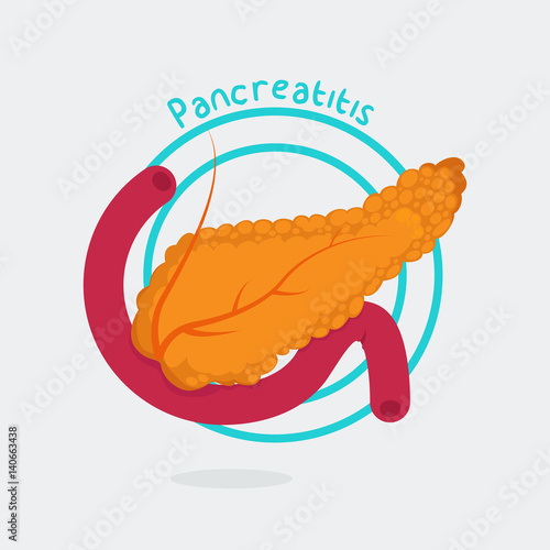 Pancreas vector illustration