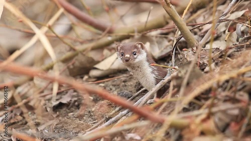 Least weasel looks from mink among fallen leaves. photo