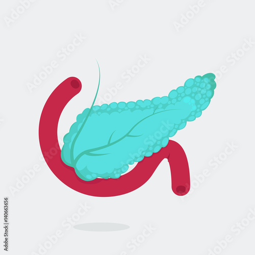 Pancreas vector illustration