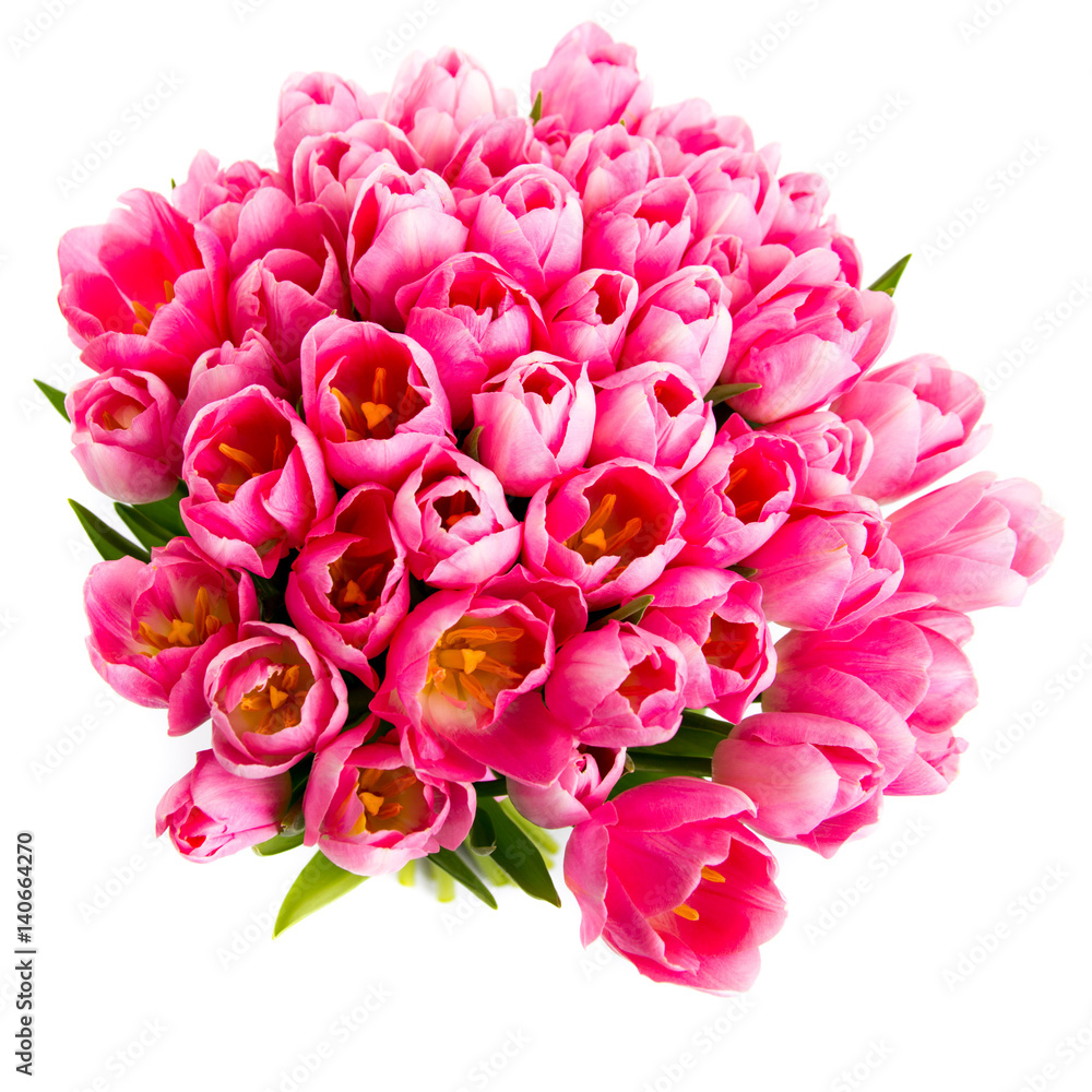 Pink tulips isolated on white