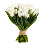 white tulips isolated on white