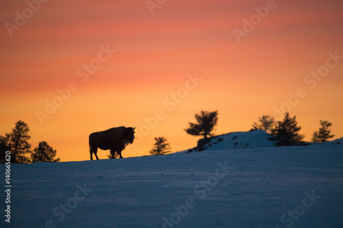 Obraz na plátne American bison