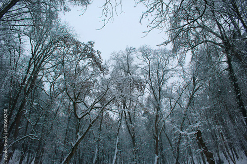 Drzewa w Śniegu