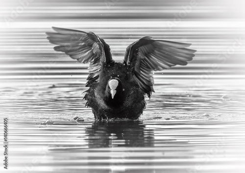 Eurasian or common coot, fulicula atra, duck photo