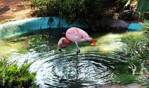 Pink flamingo