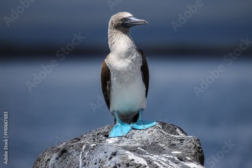 Blue-footed booby on a Rock  North Seymour  Galapagos  Ecuador