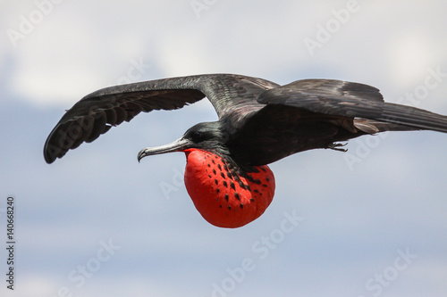 Close up of a male Magnificent frigatebird in flight with red inflated pouch, Galapagos, Ecuador