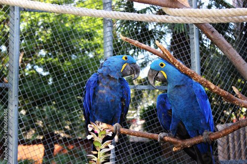 Parrot