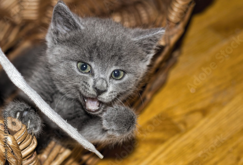 Gray Kitten Playing with Shoestring