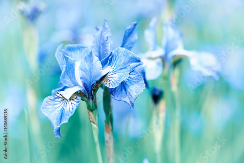 Fototapeta Naklejka Na Ścianę i Meble -  Spring Iris Flowers