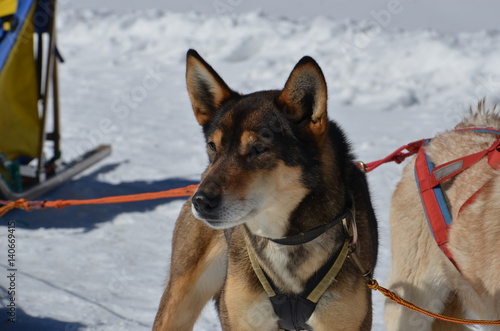 Cani da slitta sleddog folgaria photo