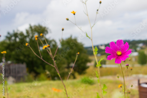 flores y vaina
