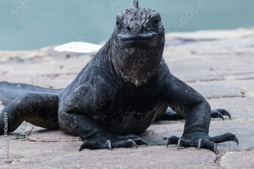 Close up of an impressive Marine Iguana, Las Tintoreas, Santa Cruz Island, Galapagos photo