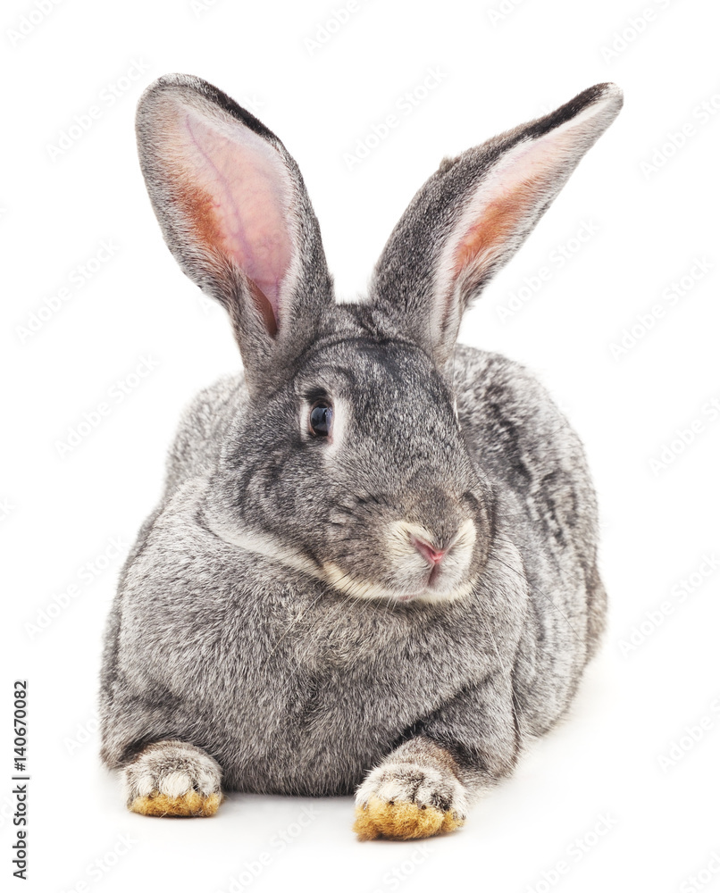 Fototapeta premium Grey rabbit.