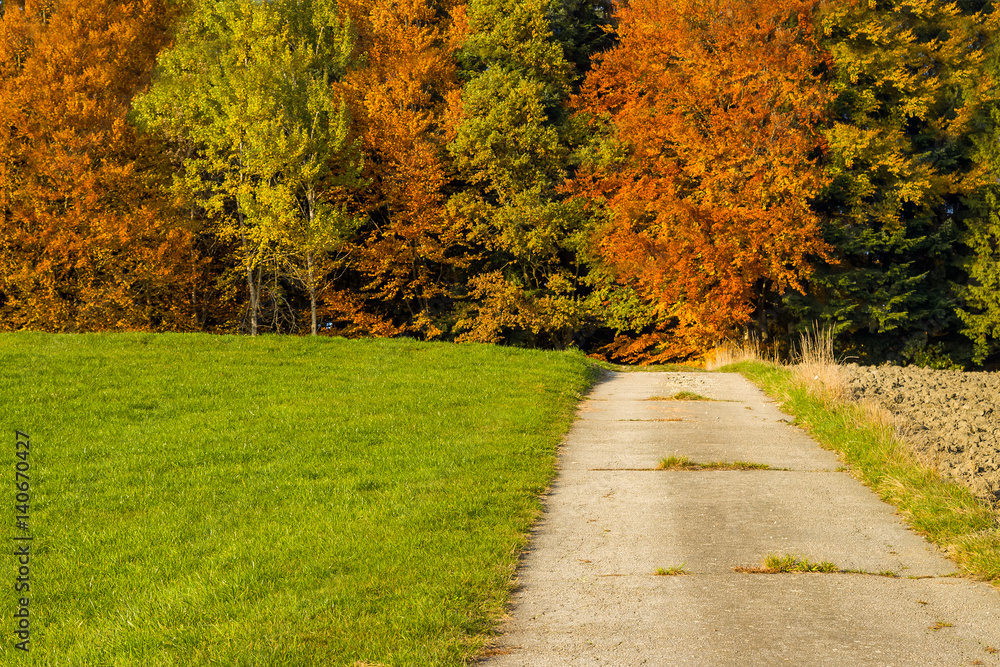 Fototapeta premium Mohnblumen auf einer blühender Wiese im Sommer