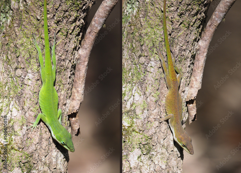 Naklejka premium MUltiple Photos of Green Anole as He Changes Colors