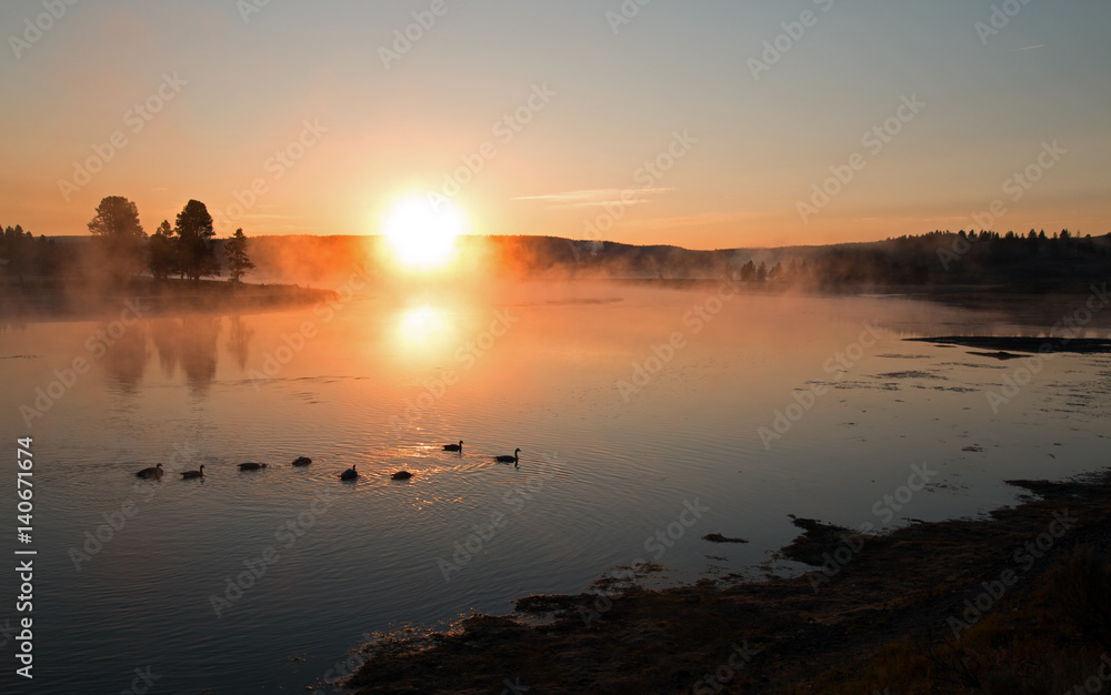 Sunrise mist on the Yellowstone River with Canadian Geese flying overhead in Yellowstone National Park in Wyoming USA