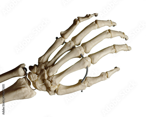 Study model of a skeleton of a human hand, white background