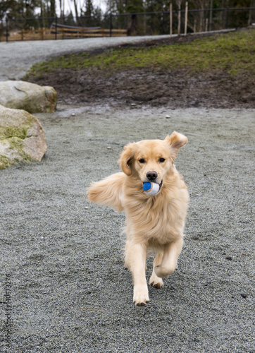 Golden Retriever © fotomine