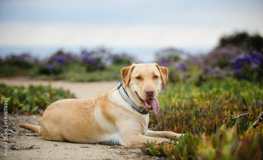 Yellow Labrador Retriever dog in field of ice plant