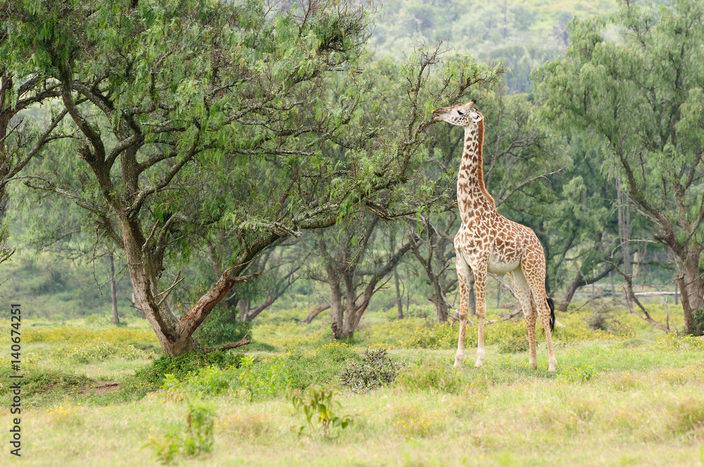 Fototapeta premium African animals