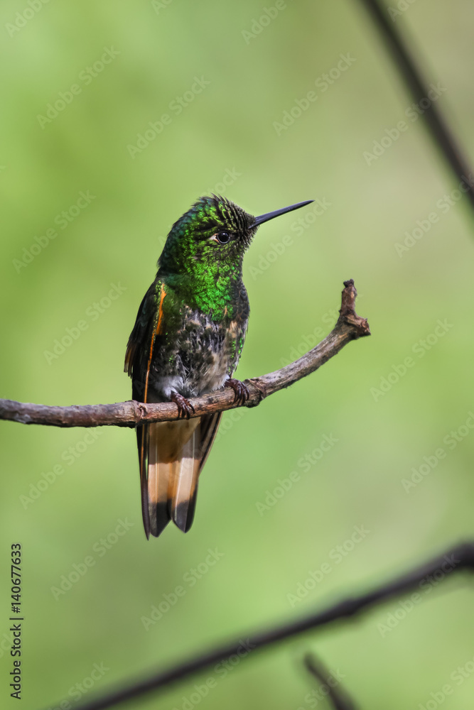 Fototapeta premium Buff tailed coronet hummingbird perching on a branch in the rainforest, Bellavista, Ecuador