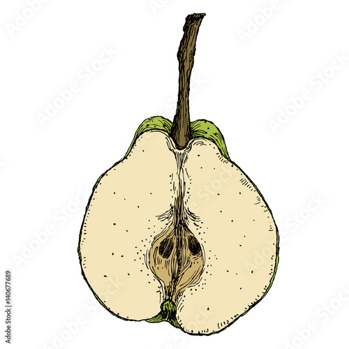 Hand drawn vintage vector illustration of isolated pear on white background