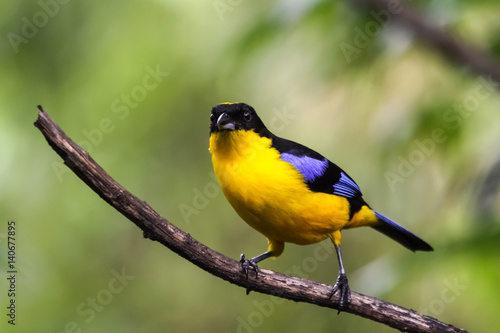 Close up of a Blue winged tanager on a branch with bokeh background, Ecuador