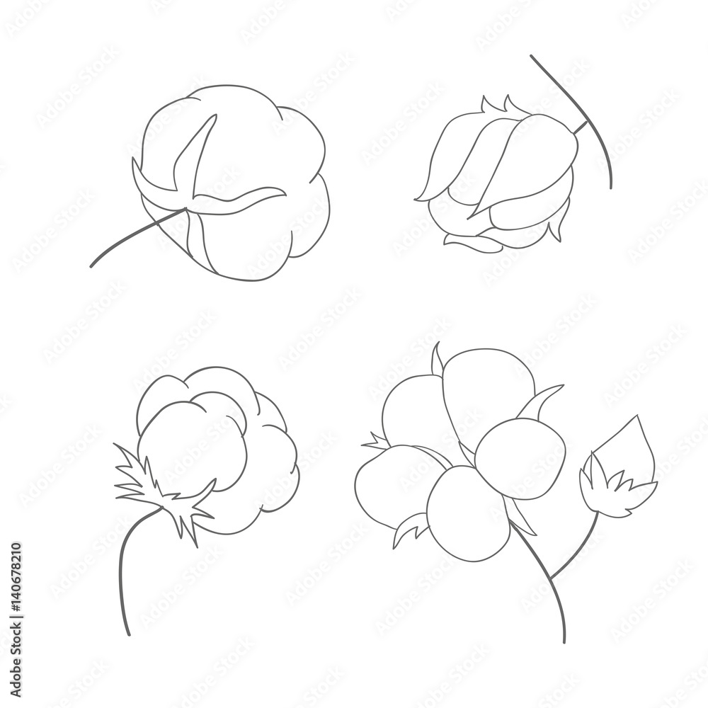 Vector set of hand draw ink cotton plant. Cotton icons illustration set