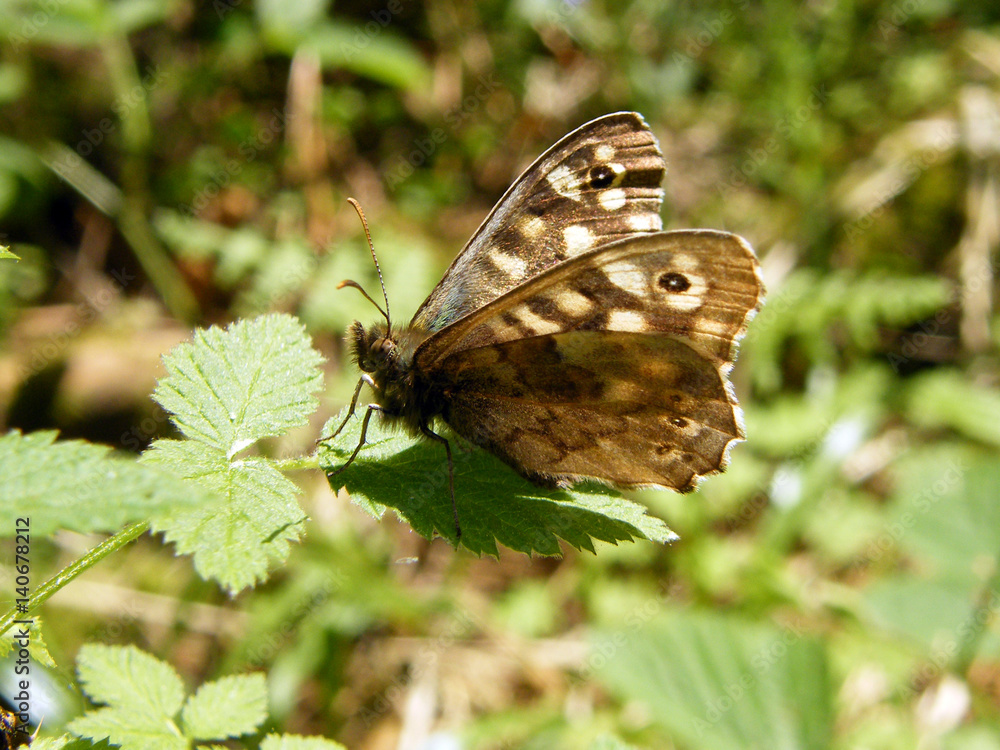 Obraz premium Butterfly on lead