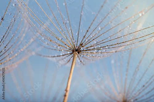 Fototapeta Naklejka Na Ścianę i Meble -  abstract dandelion flower seeds with water drops background