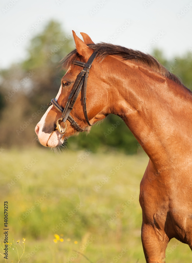 Obraz portrait of beautiful welsh pony mare