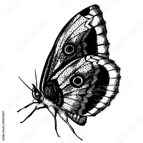 sketch of a beautiful butterfly