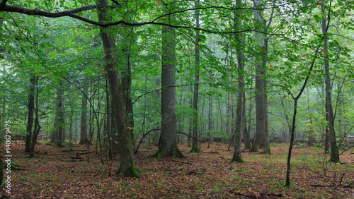 Rich deciduous stand with broken tree