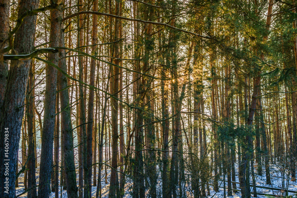 Fototapeta premium Sunset over the snow covered forest